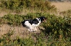  - Field Trial sur Gibier tiré (Septembre 2014)