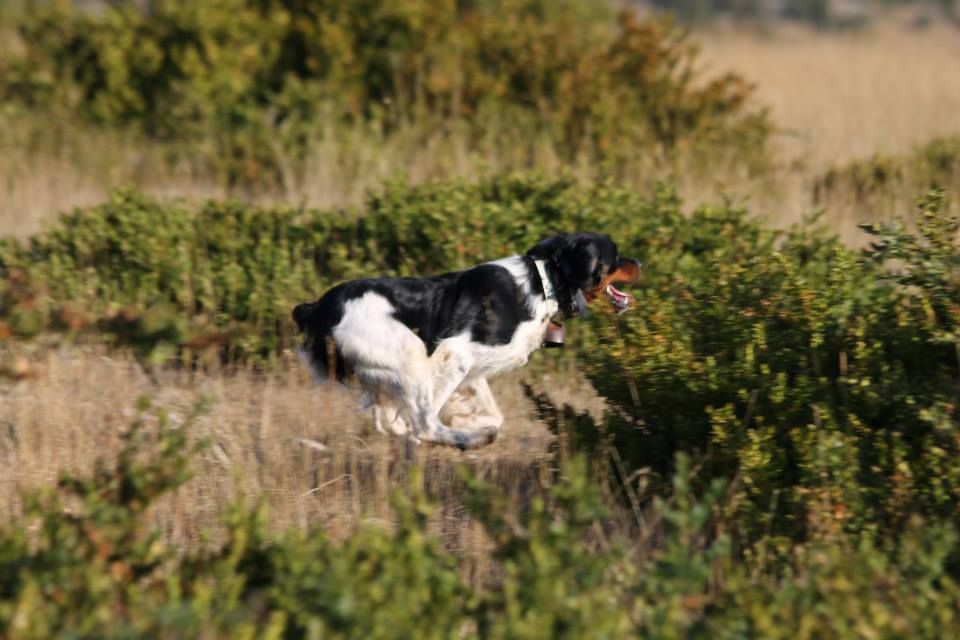 Des Sources De La Margeride - Field Trial sur Gibier tiré (Septembre 2014)