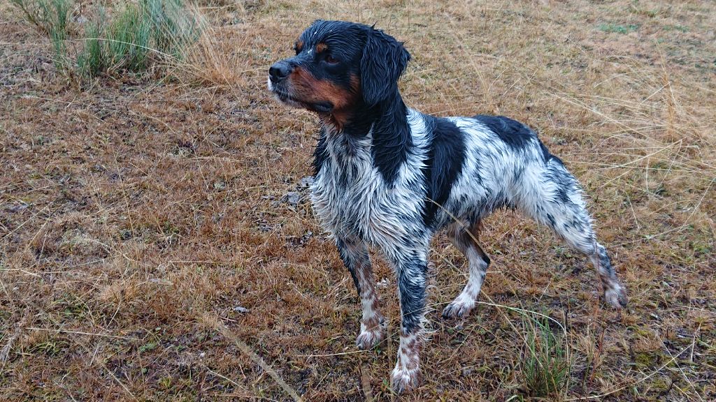 Ska Des Sources De La Margeride