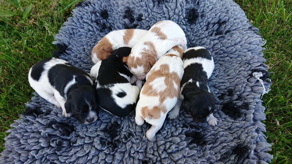 chiot Epagneul Breton Des Sources De La Margeride