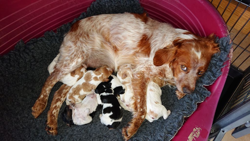 chiot Epagneul Breton Des Sources De La Margeride