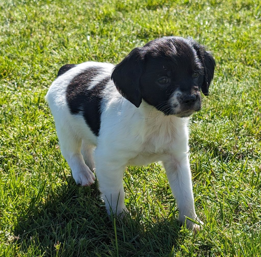 Des Sources De La Margeride - Chiot disponible  - Epagneul Breton