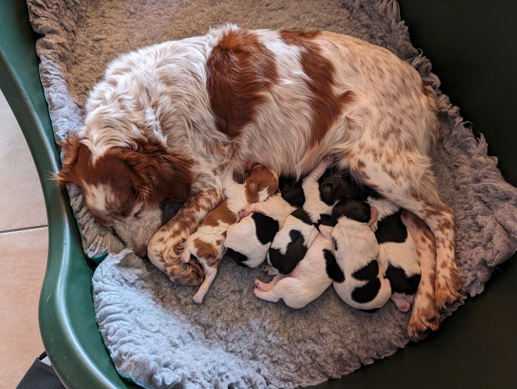 chiot Epagneul Breton Des Sources De La Margeride