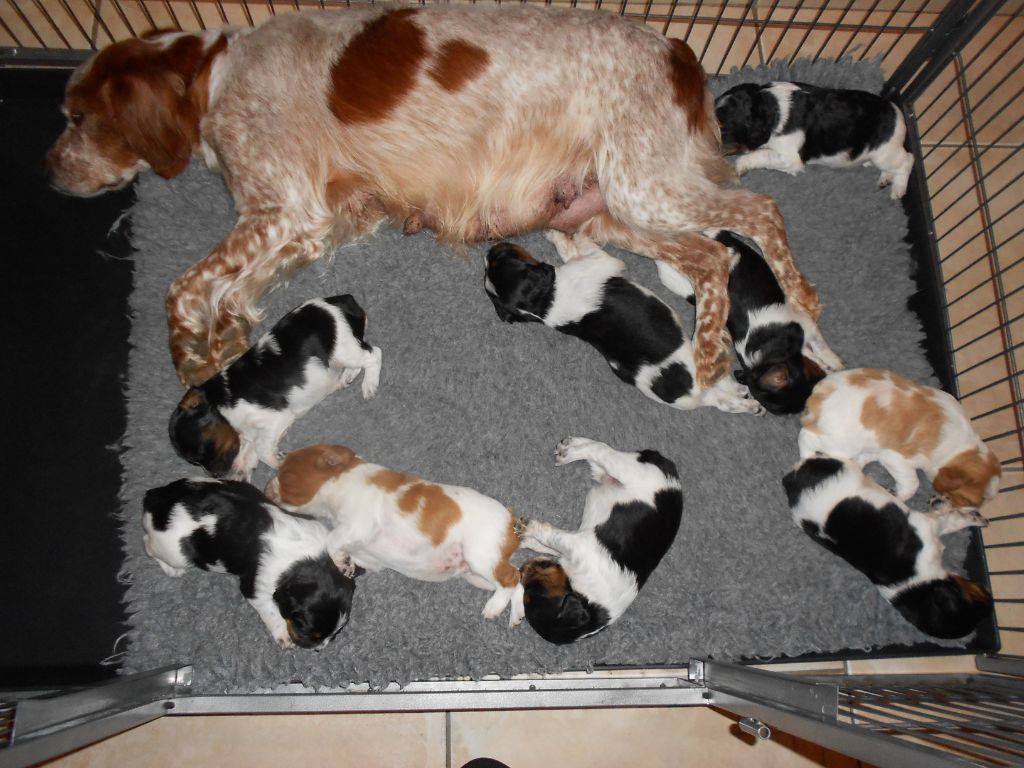 chiot Epagneul Breton Des Sources De La Margeride