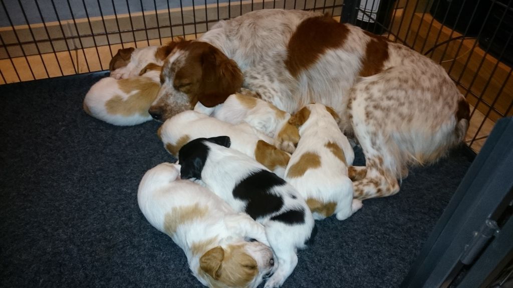 chiot Epagneul Breton Des Sources De La Margeride