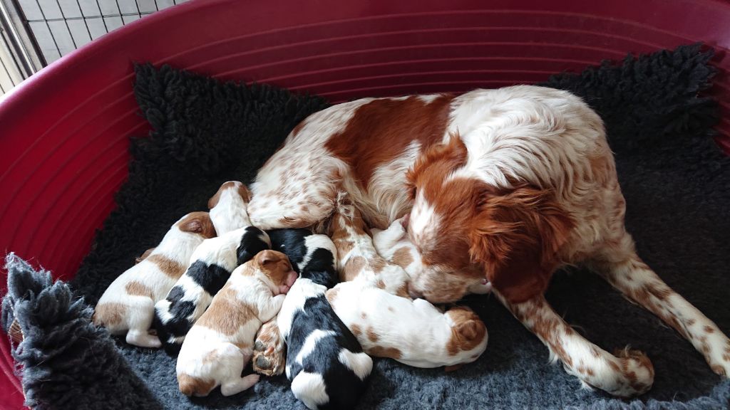 chiot Epagneul Breton Des Sources De La Margeride