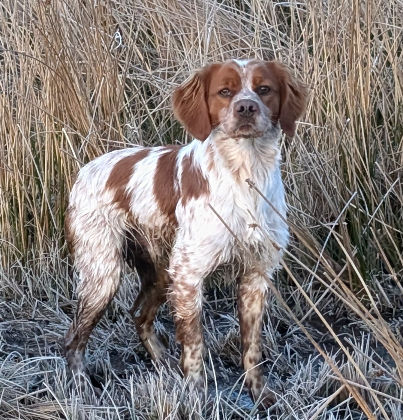 Vango Des Sources De La Margeride