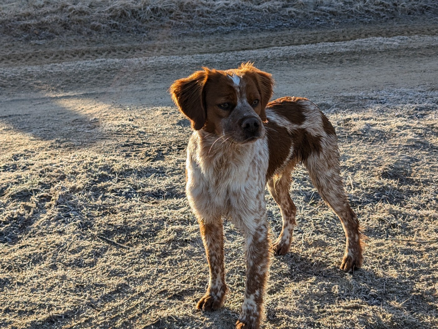 Varech Des Sources De La Margeride