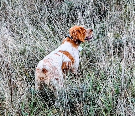 Samoa Des Sources De La Margeride