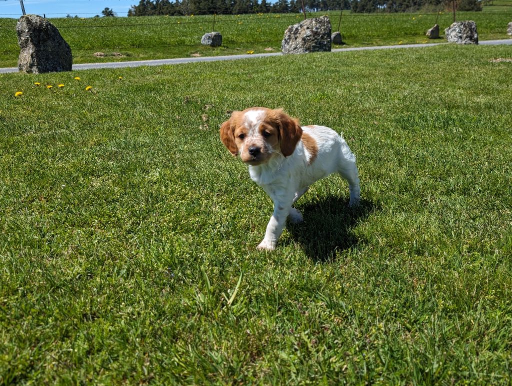 Des Sources De La Margeride - Epagneul Breton - Portée née le 18/03/2024