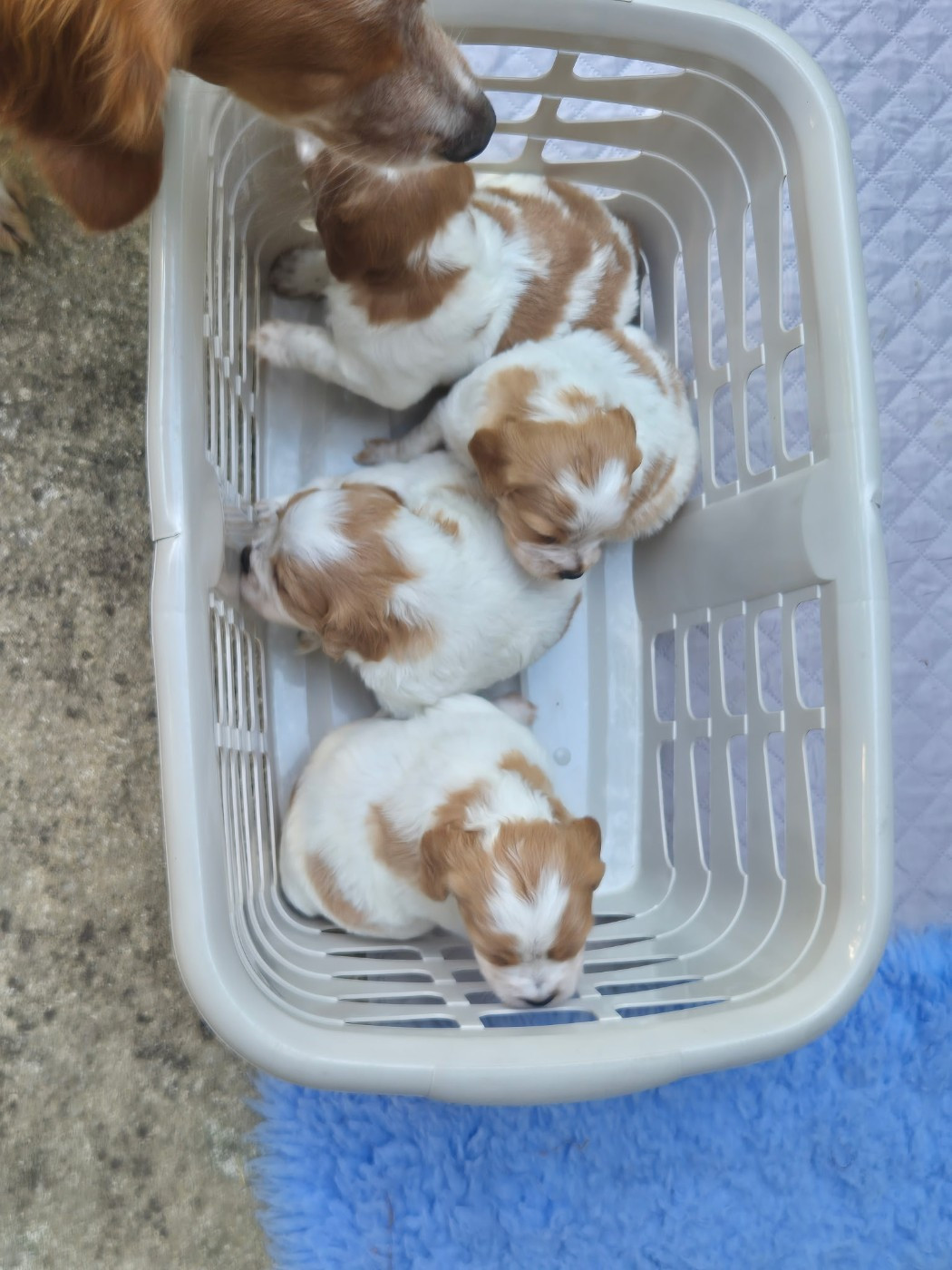 Des Sources De La Margeride - Chiots disponibles - Epagneul Breton