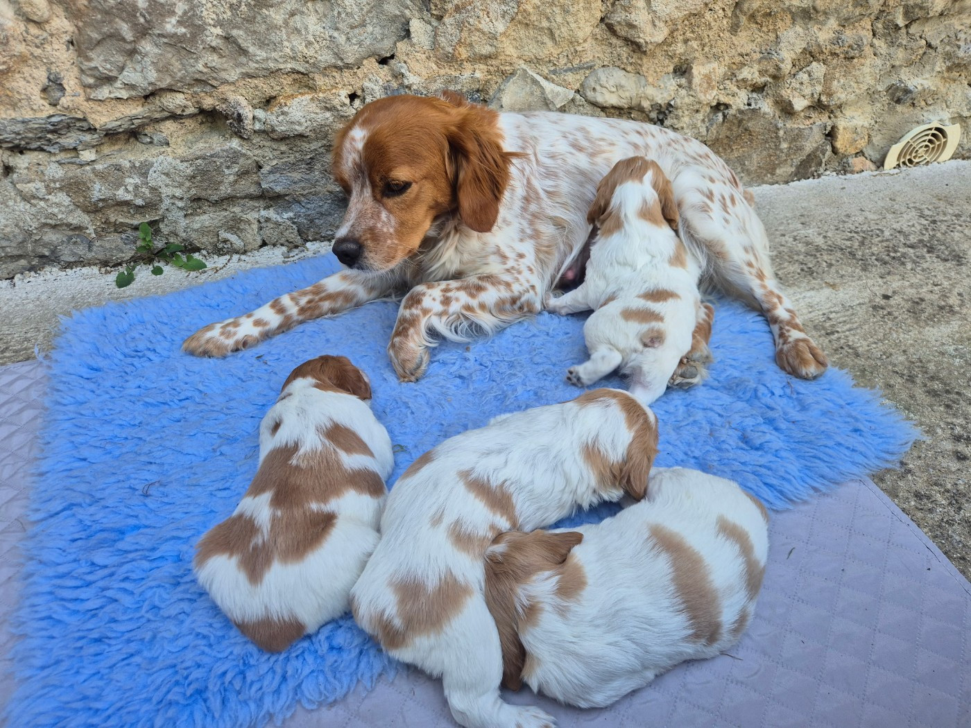 Des Sources De La Margeride - Chiots disponibles - Epagneul Breton