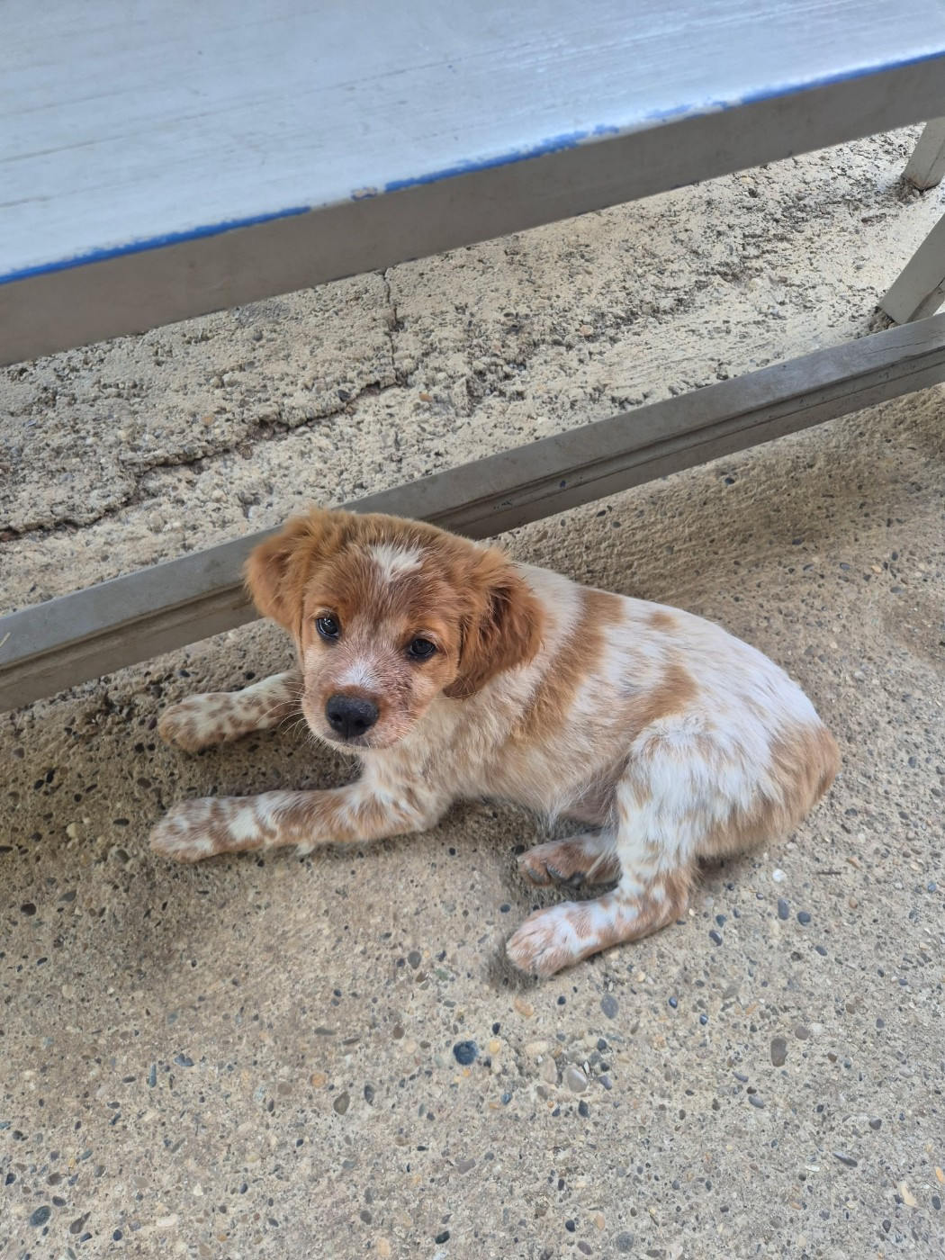 Des Sources De La Margeride - Chiots disponibles - Epagneul Breton